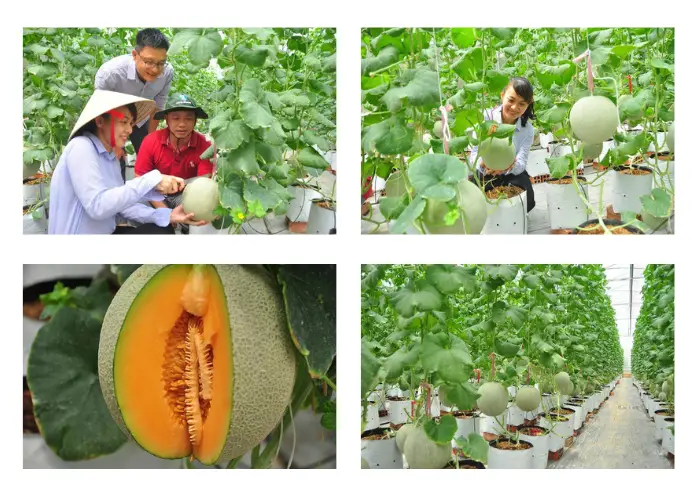Vườn dưa lưới của chị Hiền ở Vĩnh Long Vườn dưa lưới của chị Hiền ở Vĩnh Long