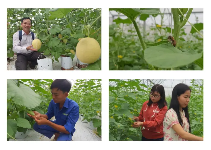 Vườn dưa lưới của anh Tâm ở Hậu Giang Vườn dưa lưới của anh Tâm ở Hậu Giang