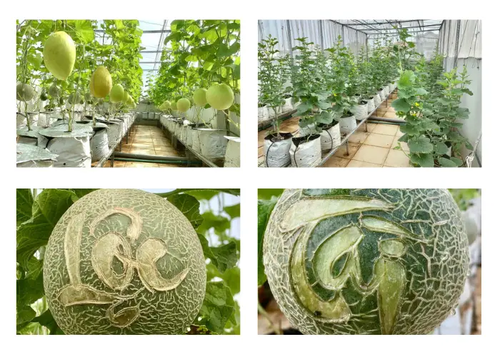 Vườn dưa lưới của anh Tám ở TP.HCM Vườn dưa lưới của anh Tám ở TP.HCM