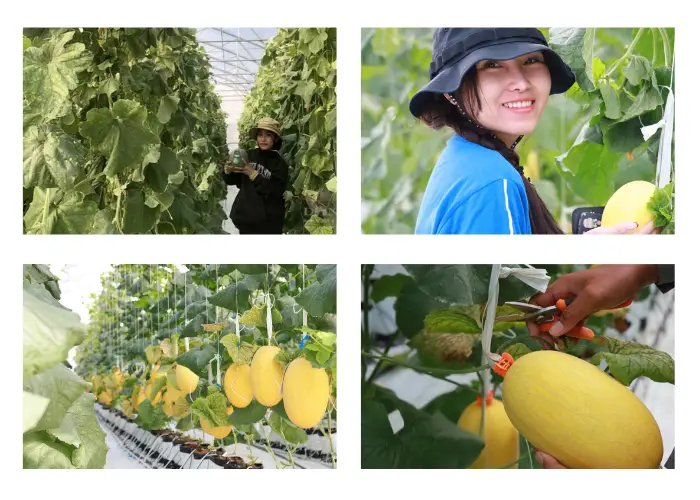 Vườn dưa lưới Chapor farm ở Ninh Thuận Vườn dưa lưới Chapor farm ở Ninh Thuận