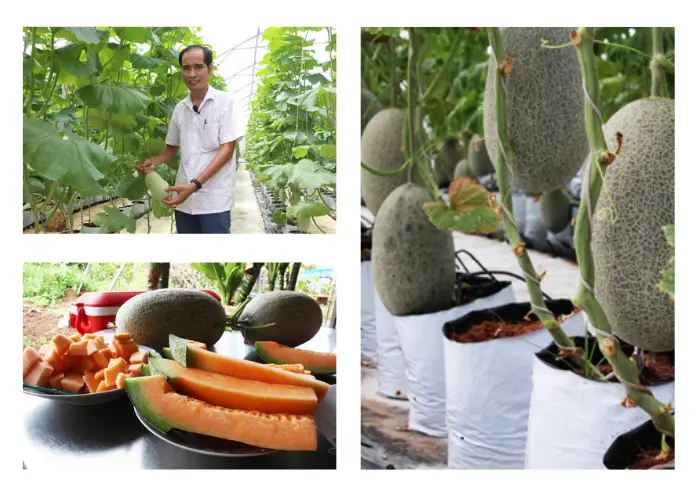 Vườn dưa lưới của anh Tú ở Hóc Môn Vườn dưa lưới của anh Tú ở Hóc Môn