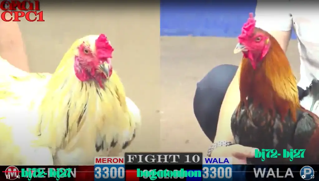  BJ72 Đá Gà Thomo CPC 1 TRỰC TIẾP Bồ Gà Ton Hon 