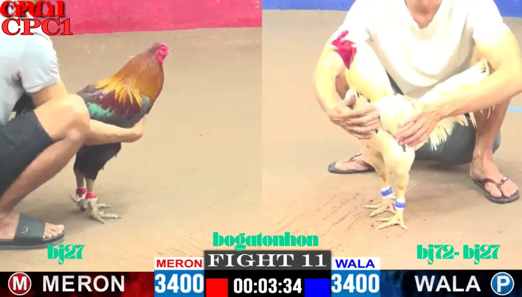 Đá Gà Thomo CPC 1 TRỰC TIẾP Bồ Gà Ton Hon