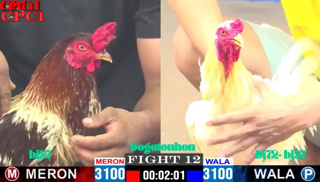 BJ72 Đá Gà Thomo CPC 1 TRỰC TIẾP Bồ Gà Ton Hon