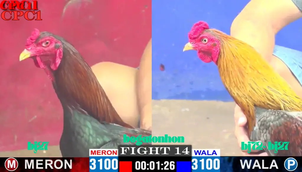 BJ72 Đá Gà Thomo CPC 1 TRỰC TIẾP