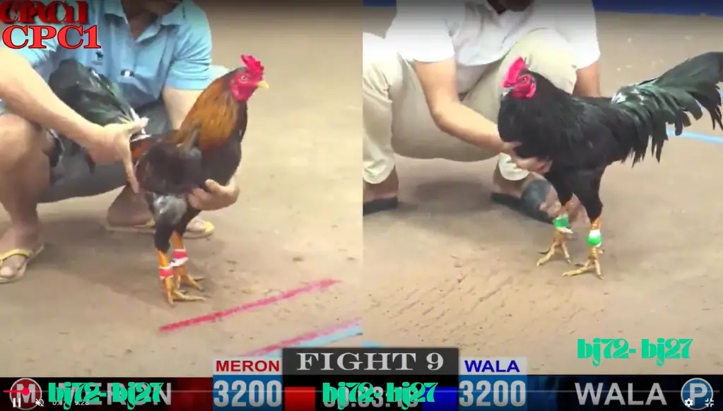 BJ72 Đá Gà Thomo CPC 1 TRỰC TIẾP