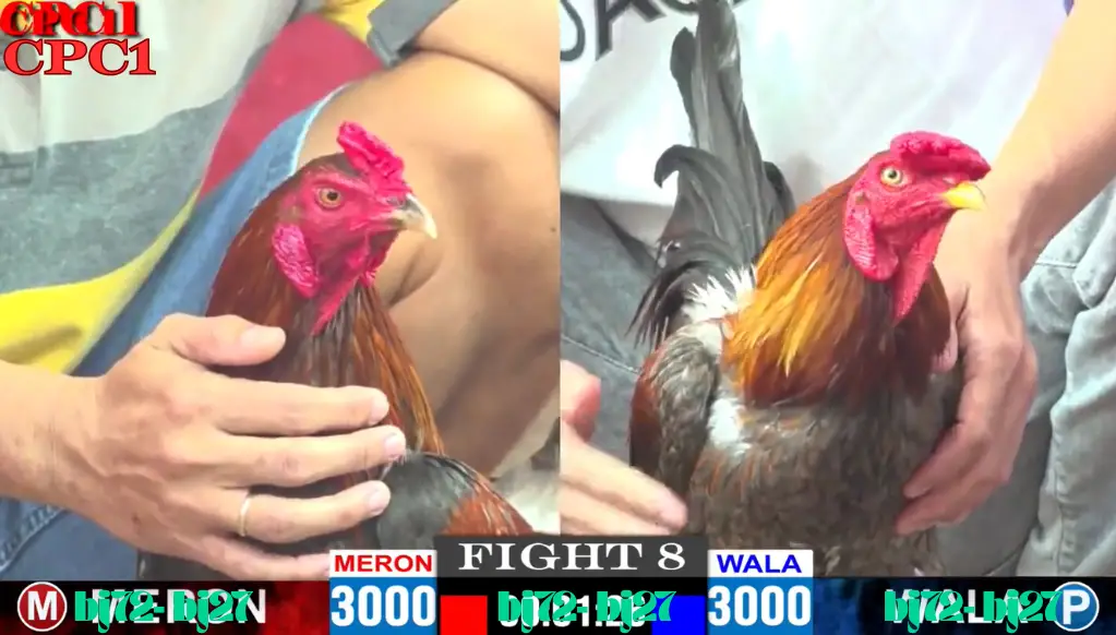 Giới thiệu về BJ72 Đá Gà Thomo CPC 1 TRỰC TIẾP