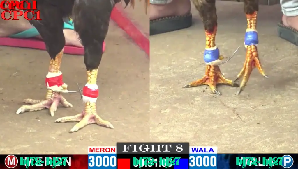 dịch vụ BJ72 Đá Gà Thomo CPC 1 TRỰC TIẾP