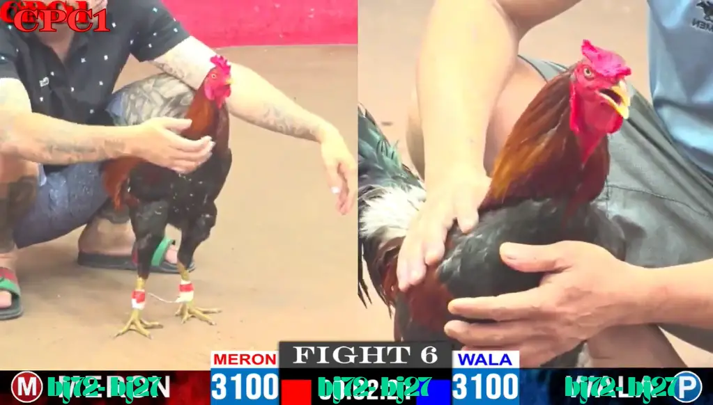 đăng ký đá gà trực tiếp thomo cpc 1 