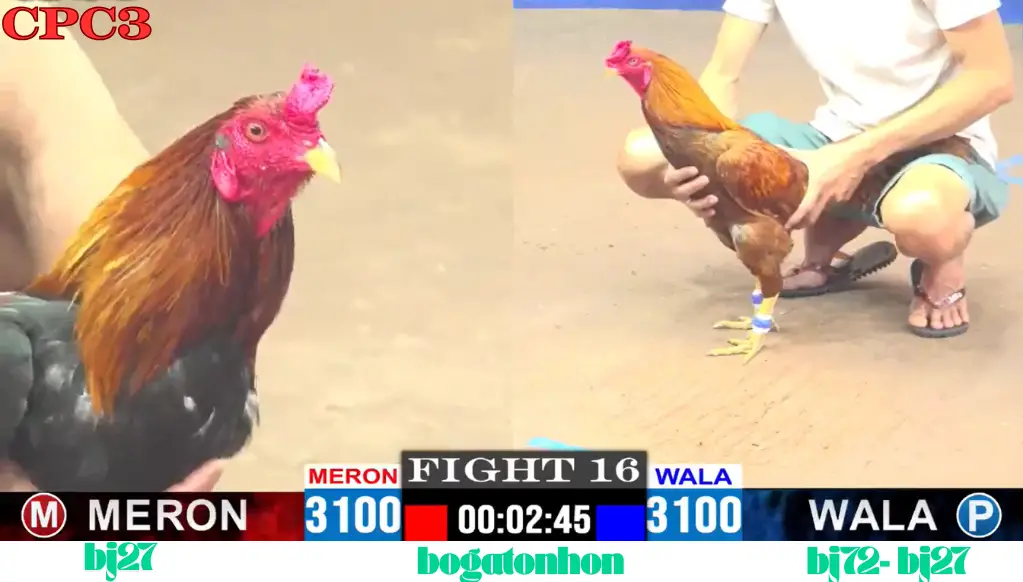 BJ72 Trang chủ trực tiếp đá gà Bồ GÀ C1 BJ72 Trang chủ trực tiếp đá gà Bồ GÀ C1