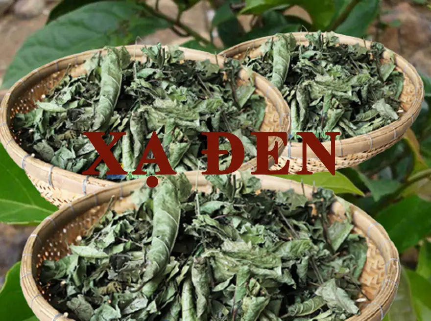 Cách sử dụng cây xạ đen