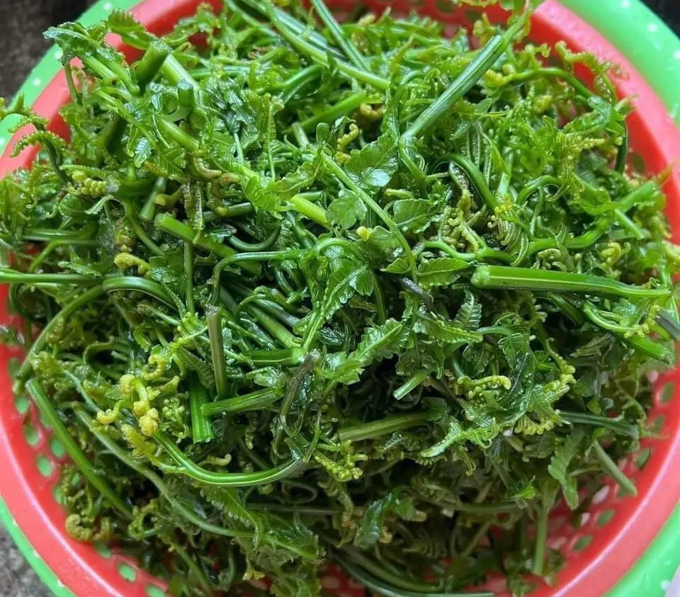 Cách xào rau dớn với thịt bò siêu ngon, đậm vị Cách xào rau dớn với thịt bò siêu ngon, đậm vị