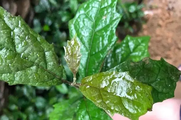 Cây xạ đen chữa bệnh gì? - Khám Phá Lợi Ích Tuyệt Vời Từ Loại Dược Liệu Quý