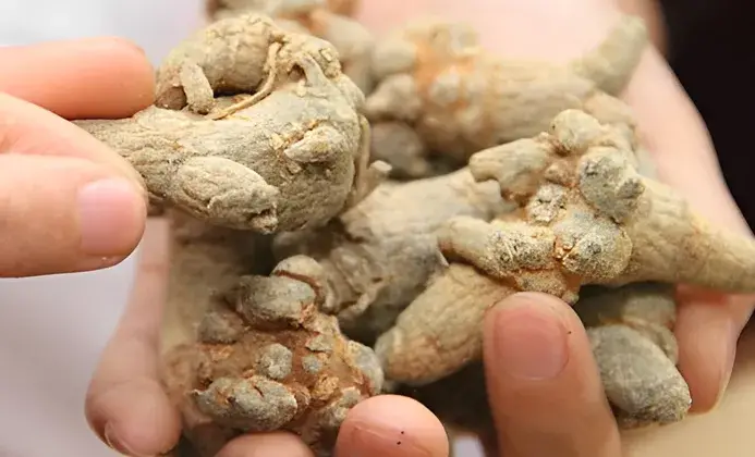 Tam thất Bắc Tam thất Bắc
