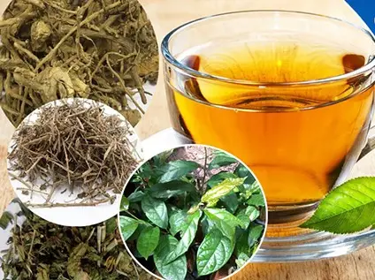 Công dụng của lá xạ đen với người bệnh gan là gì?