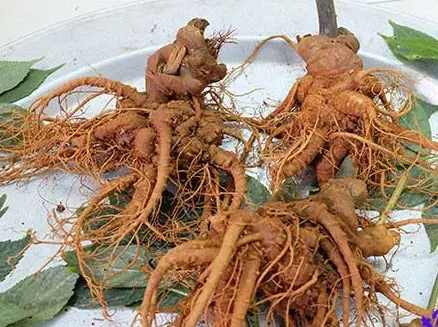 Công dụng của tan thất tươi ngâm mật ong