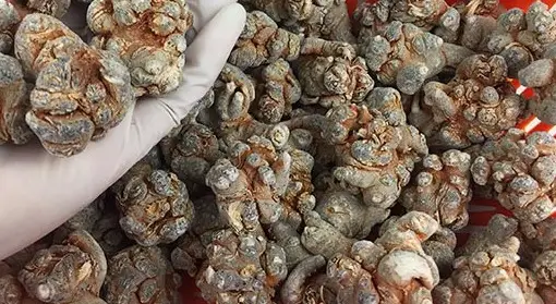 Công dụng đặc biệt của tam thất - Khám phá lợi ích và cách sử dụng hiệu quả Công dụng đặc biệt của tam thất