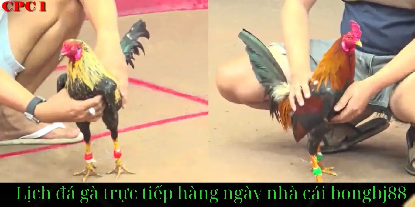 đá gà trang website bongbj88.com đá gà tre cpc