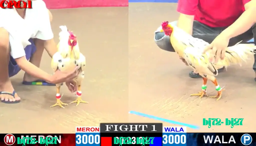 ĐÁ GÀ CPC1 TRỰC TIẾP NHÀ CÁI BJ72 BJ27 ĐÁ GÀ CPC1 TRỰC TIẾP NHÀ CÁI BJ72 BJ27