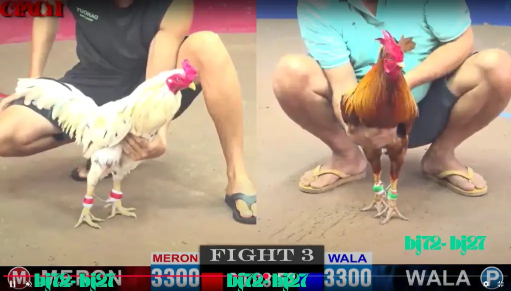 Các nhà cái hàng đầu liên quan đến ĐÁ GÀ CPC1 TRỰC TIẾP NHÀ CÁI BJ72 BJ27 Các nhà cái hàng đầu liên quan đến ĐÁ GÀ CPC1 TRỰC TIẾP NHÀ CÁI BJ72 BJ27