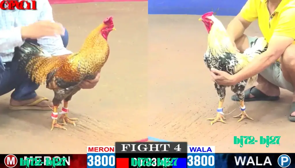 Đá Gà CPC1 Trực Tiếp Đá Gà CPC1 Trực Tiếp