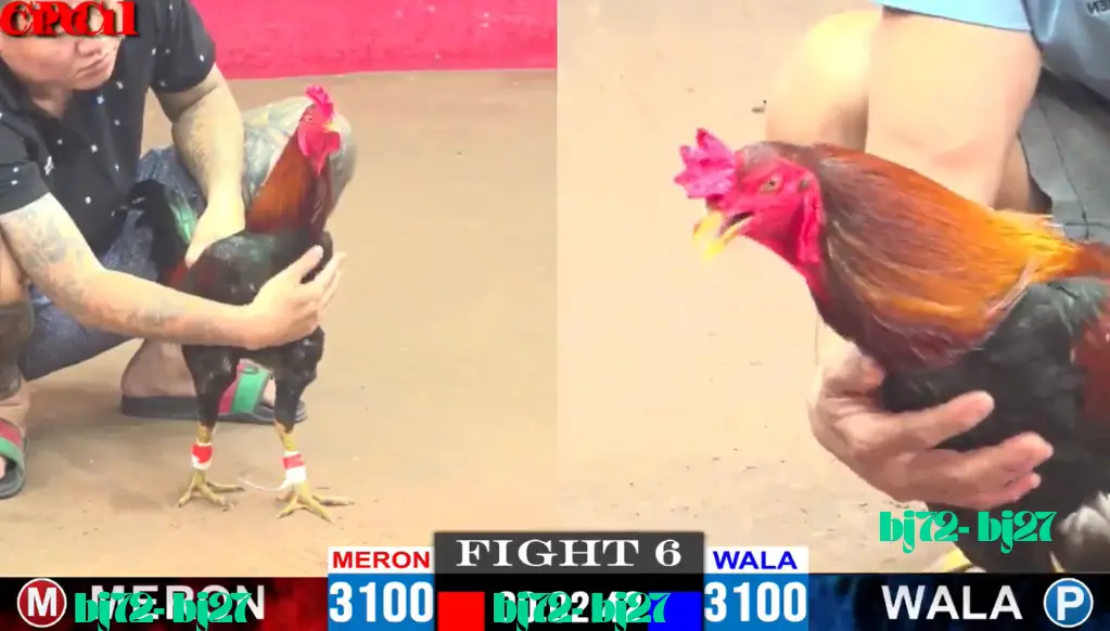 Đá Gà CPC1 Trực Tiếp Nhà Cái BJ72 BJ27 Đá Gà CPC1 Trực Tiếp Nhà Cái BJ72 BJ27