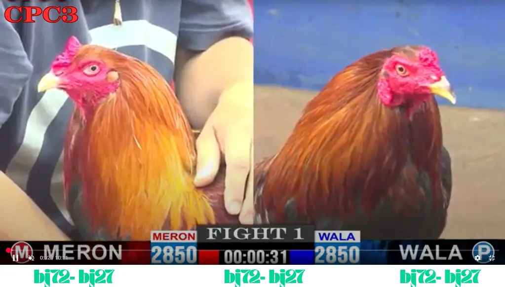 Giới thiệu chung về Đá Gà Thomo CPC 3 Trang Chủ BJ72 BJ27