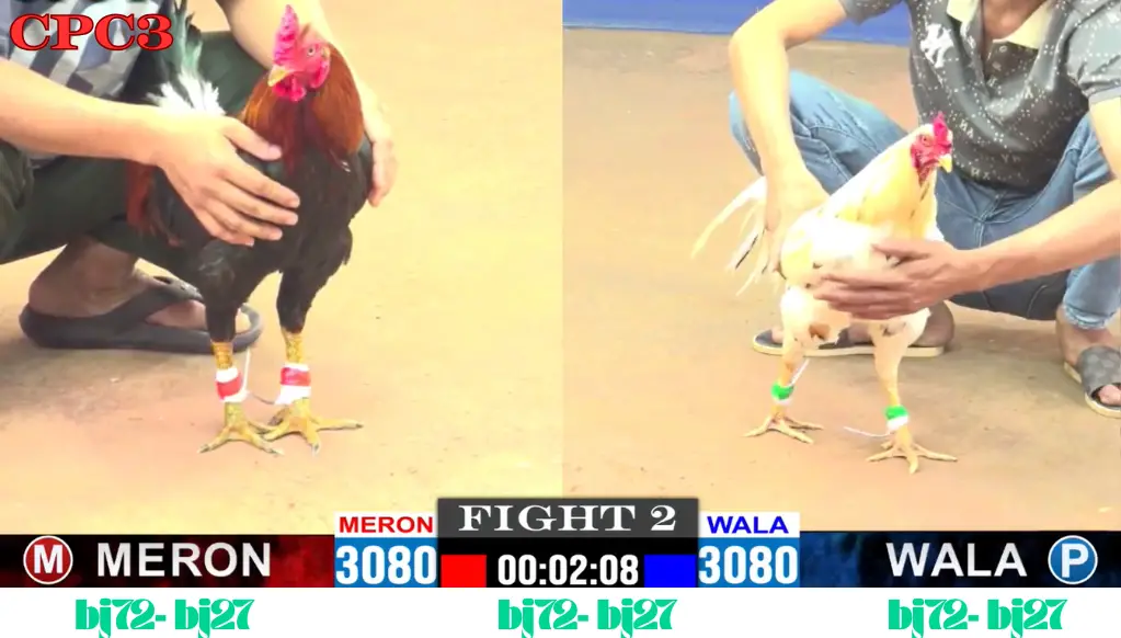 Đá Gà Thomo CPC 3