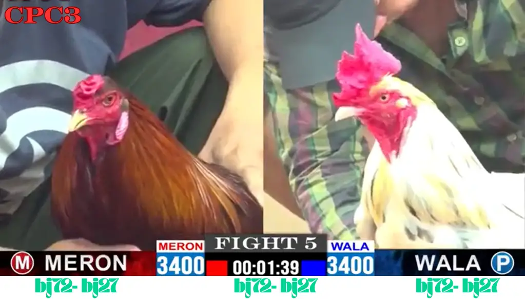 tham gia cá cược Đá Gà Thomo CPC 3 Trang Chủ BJ72 BJ27