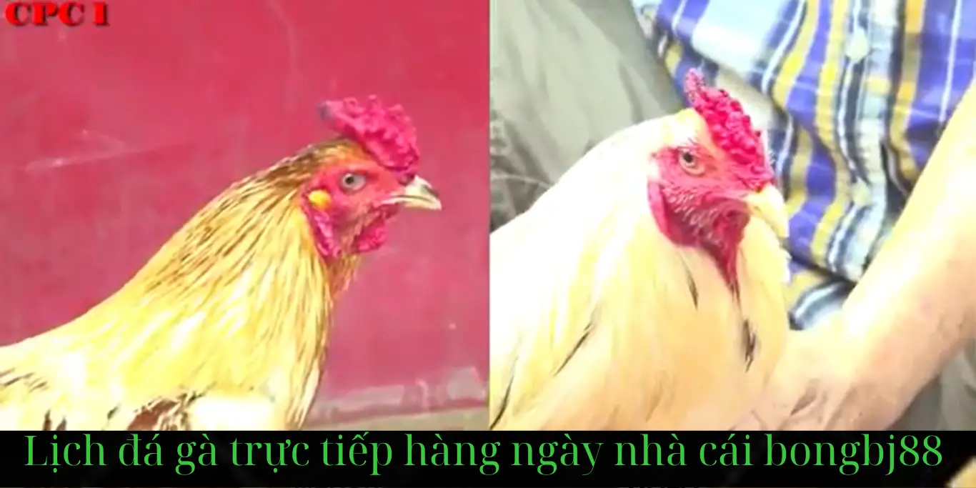 Đá Gà Trực Tiếp CpC 1