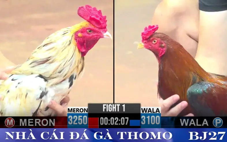 đá gà thomo trực tiếp hôm nay Tại BJ27 đá gà thomo trực tiếp hôm nay Tại BJ27