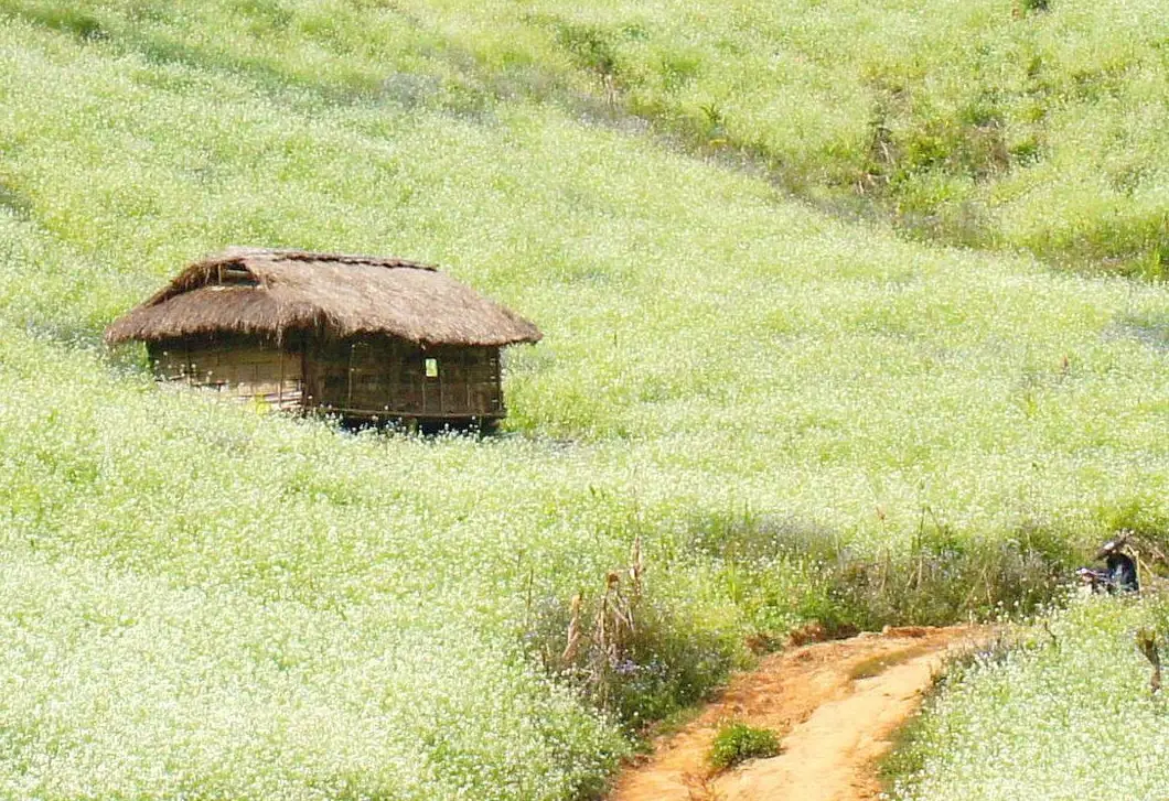 Địa điểm ngắm hoa cải đẹp nhất miền Bắc - Khám phá sắc trắng tinh khôi giữa thiên nhiên Địa điểm ngắm hoa cải đẹp nhất miền Bắc - Khám phá sắc trắng tinh khôi giữa thiên nhiên