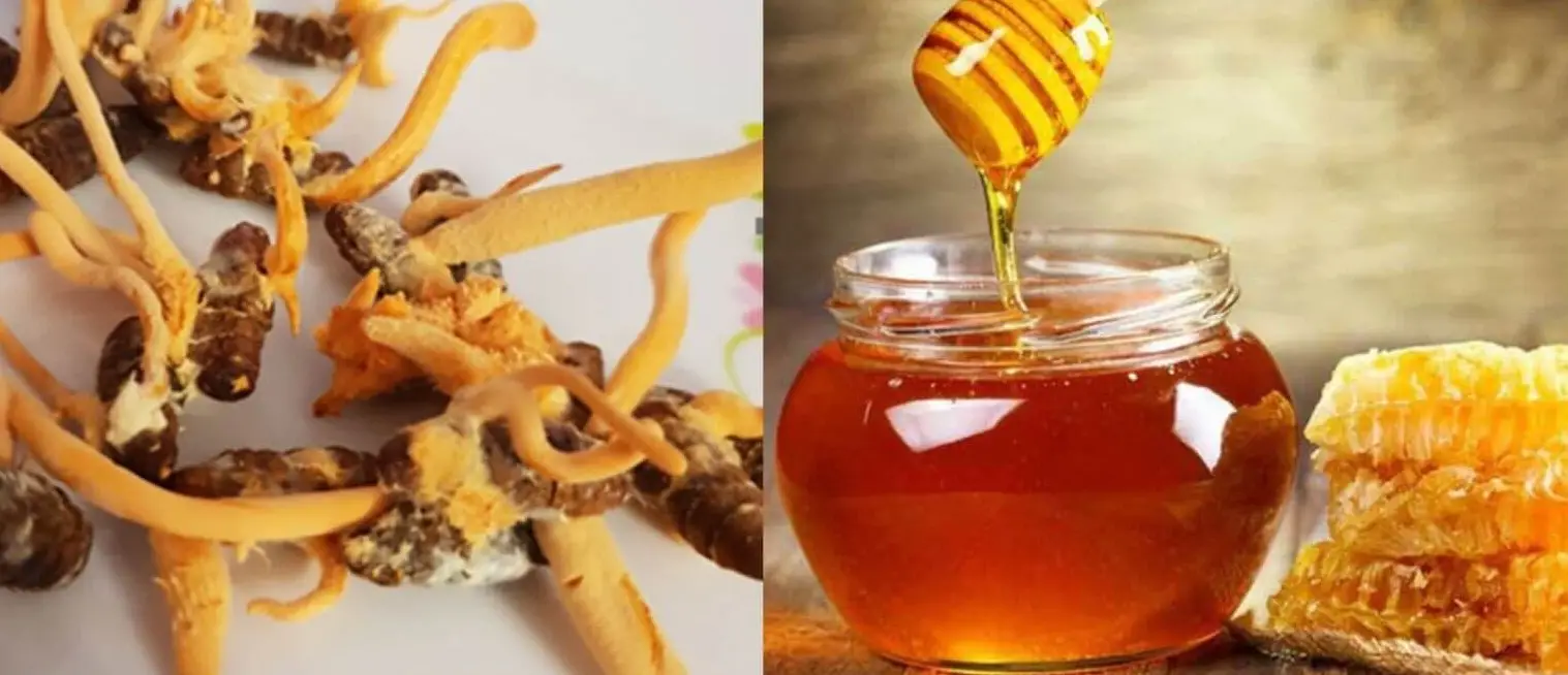 Đông Trùng Hạ Thảo Ngâm Mật Ong – Sự Kết Hợp Vàng Cho Sức Khỏe Toàn Diện