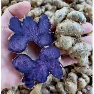 Gừng đen có lợi ích gì cho sức khỏe
