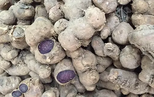 Gừng đen mua ở đâu?