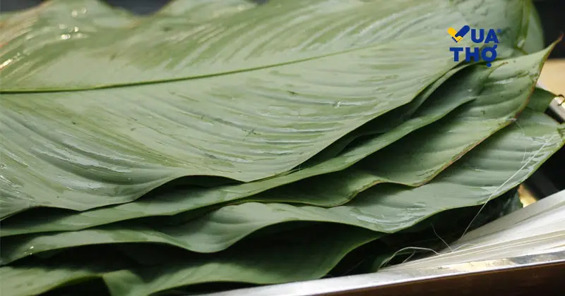 C&aacute;ch ph&acirc;n biệt l&aacute; dong nếp v&agrave; l&aacute; dong tẻ để g&oacute;i b&aacute;nh chưng ngon.