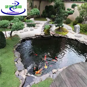  Hồ Cá Koi Sân Thượng: Tuyệt Tác Nghệ Thuật và Kỹ Thuật Cho Không Gian Đỉnh Cao