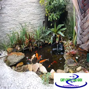  Hồ Cá Koi Sân Thượng: Tuyệt Tác Nghệ Thuật và Kỹ Thuật Cho Không Gian Đỉnh Cao