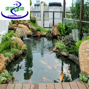  Hồ Cá Koi Sân Thượng: Tuyệt Tác Nghệ Thuật và Kỹ Thuật Cho Không Gian Đỉnh Cao