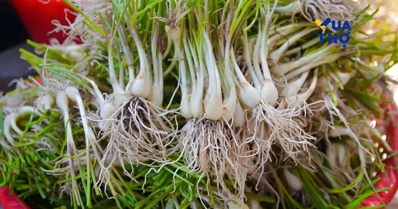 C&aacute;ch chọn mua củ kiệu ngon: Ph&acirc;n biệt kiệu Huế v&agrave; kiệu tr&acirc;u.