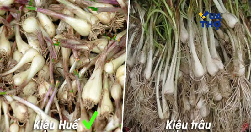 ph&acirc;n biệt giữa củ kiệu huế v&agrave; củ kiệu tr&acirc;u