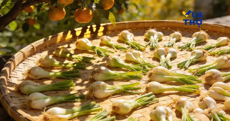 C&ocirc;ng đoạn phơi nắng củ kiệu gi&uacute;p kiệu gi&ograve;n v&agrave; kh&ocirc;ng bị &uacute;ng.