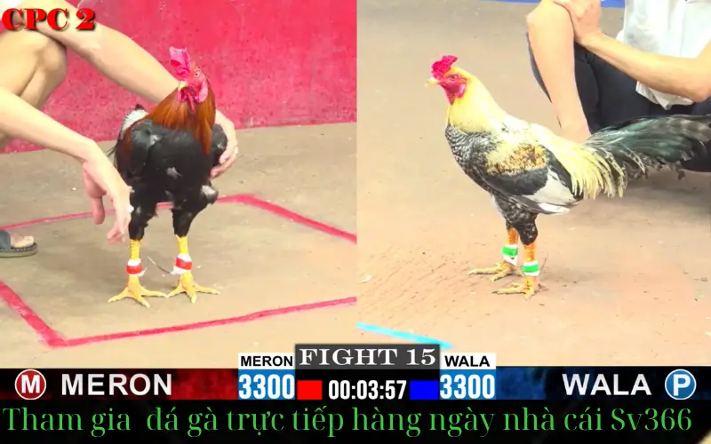 Khám phá bí quyết quyết thắng lớn trên Sv366 trang web đá gà