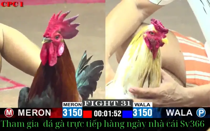 đăng ký đá gà sv366 