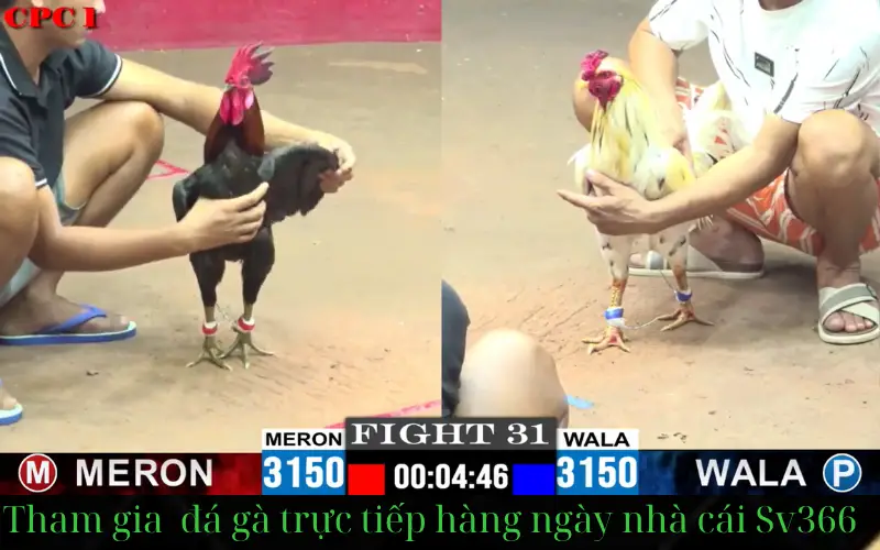 tải app đá gà nhà cái sv366