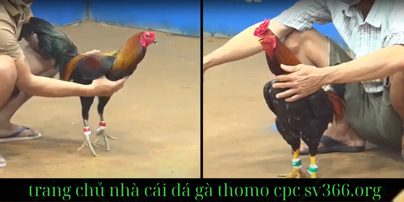 sv366 đá gà trực tiếp sv366 đá gà trực tiếp