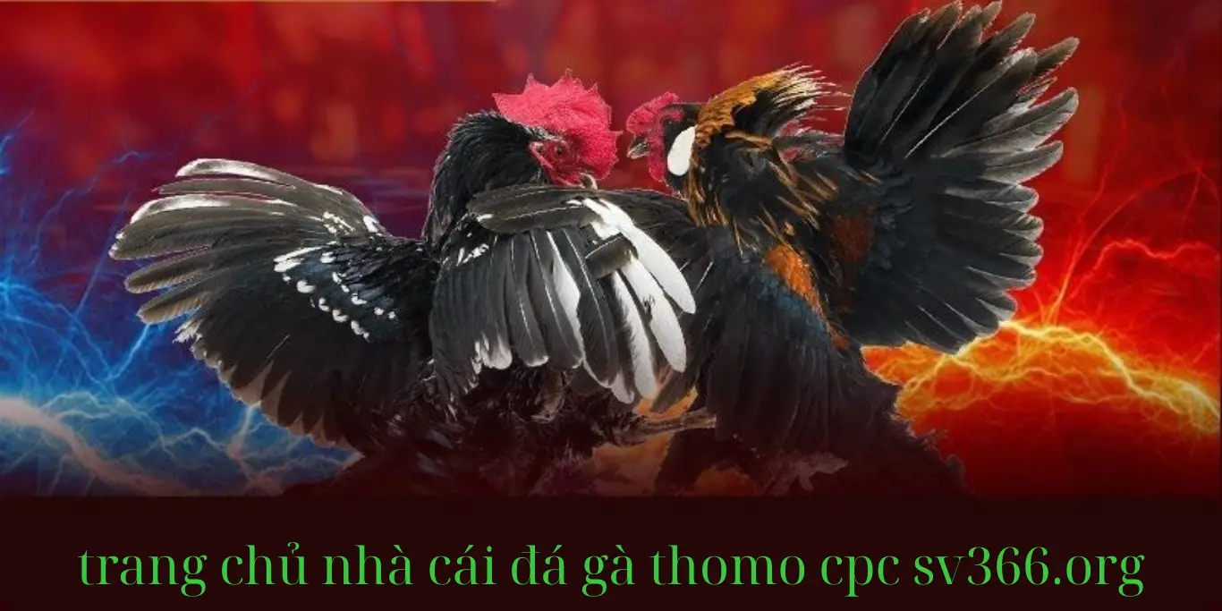 trang đá gà trực tiếp sv366 trang đá gà trực tiếp sv366