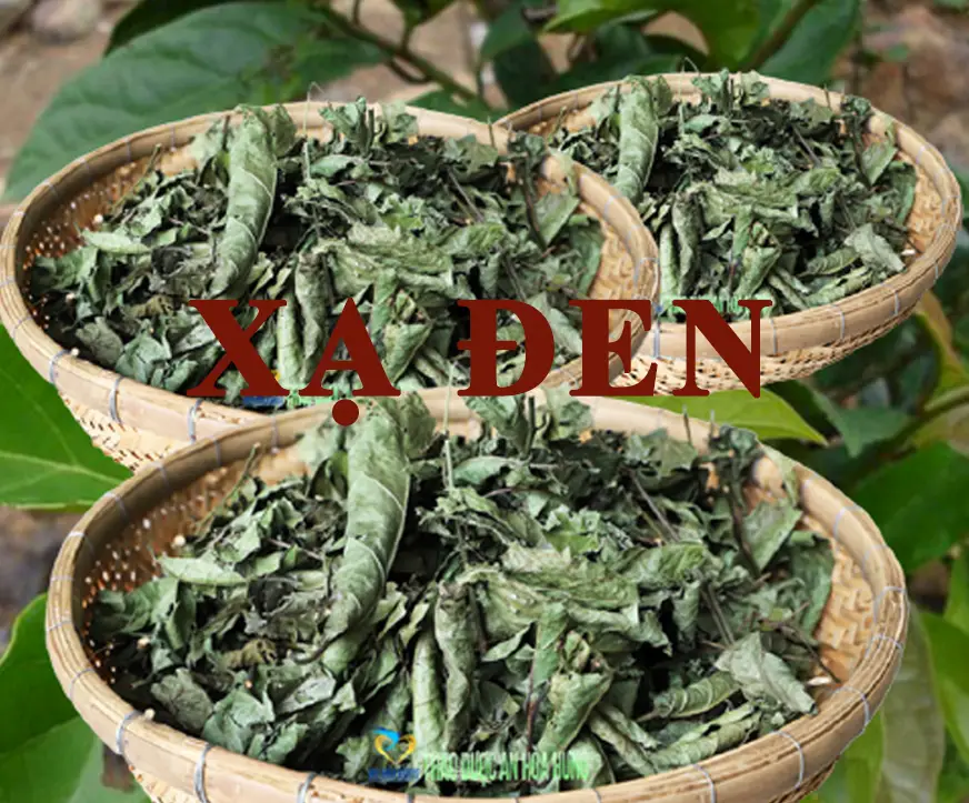 Lá xạ đen có tác dụng gì?
