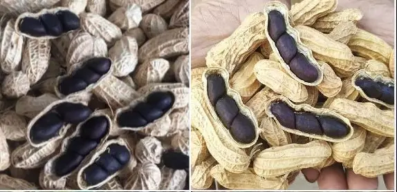 Lạc đen có tác dụng gì? Lạc đen có tác dụng gì?