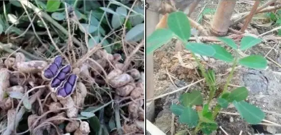 Lạc đen có tác dụng gì? Lạc đen có tác dụng gì?